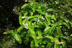 Symplocos cochinchinensis